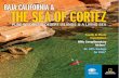 BaJa caLIforNIa & The Sea of corTez - Lindblad Expeditions · The Sea of Cortez is a rarified pocket of extraordinary wildness and wonder. Jacques Cousteau called it “the world’s