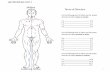 Lab Worksheet Unit 1 Midline Terms of Direction L M ... · Lab Worksheet Unit 1. 2 Label: use regional terms of body listed in unit 1 lab guide Anterior/Ventral view. 3 Posterior/Dorsal