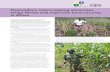 Desmodium intercropping eliminates striga threat and ... · Using a desmodium intercrop to control striga is one of very few examples of practical allelopathy at work as a weed management