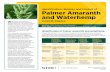 Identification, Biology and Control of Palmer Amaranth and ... · row cultivation also can control emerged plants in-crop. Deep tillage can help control areas with a large population