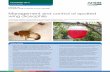Management and control of spotted wing drosophila · Management and control of spotted wing drosophila This factsheet outlines the threat posed by the spotted wing drosophila (SWD