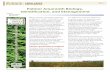 Palmer Amaranth Biology, Identification, and Management WS-51 · 2013-12-11 · (Amaranthus retroflexus), smooth pigweed (Amaranthus hybridus), and common waterhemp (Amaranthus rudis).