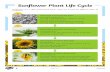 Sunflower Plant Life Cycle...Sunflower Plant Life Cycle Sunflowers are a type of flowering plant. There are around 60 different types of sunflower! 1 What happens during the first