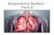 U4L18 - Respiratory System 2 copy · Respiratory System - Part 2. Alveolar Structure bronchiole alveolar sac capillary network Alveolar walls are very thin Alveoli are moist Hundreds
