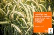 Hybrid Rye - new breeding technologies targeting …...Overview Steps in hybrid rye breeding Breeding KWS hybrid rye for North America Breeding for ergot resistance Breeding for low