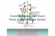 Common Disease and Insect Pests of the Vegetable Garden · Common Disease and Insect Pests of the Vegetable Garden Kirsten Ann Conrad, Extension Agent ... INSECT PEST REPELLING PLANT
