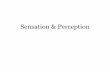 Sensation & Perception - Weebly...Sensation & Perception •Bottom-Up Processing: analysis that begins with the sensory receptors and works up to the brain’s integration of sensory