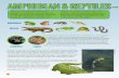 Conservationist for Kids February 2020 - Amphibians and Reptiles … · 2020-02-20 · 5 There are over 16,800 known species of living amphibians and reptiles around the world. In