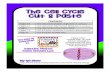 Cell Cycle Cut Paste - tyburnscience.educationtyburnscience.education/Biology/CellCycleAndMitosis.pdf · The Cell Cycle Cut & Paste Directions: Color the backgrounds of the mitosis
