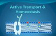 Cell Membranes & Passive Transport · Cell Membranes & Passive Transport Author: Adrienne Created Date: 12/18/2012 4:10:01 PM ...