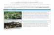 Coastal Landscaping in Massachusetts Plant …...2017/12/07  · Coastal Landscaping in Massachusetts Plant Highlights and Images: Shrubs and Groundcovers This PDF document provides