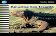 AlphaWorld Amazing Sea Lizards - Flying Start to Literacy · After swimming in the water, the lizards warm up by lying on a rock. When it gets cooler, the lizards lie on top of each