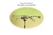1 Eswatini's Odonata Damselflies and Dragonflies · 2 Checklist sources: • SA damselflies and dragonflies checklist. Compiled by Tanza Crouch and Tessa Hedge (2000). Department