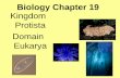 Kingdom Protista Domain Eukarya...Kingdom Protista is the most diverse of all the kingdoms. Protists are eukaryotes that are not animals, plants, or fungi. Some unicellular, some multicellular.