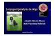 Laryngeal paralysis in dogs - newfoundlanddog-health.org · Laryngeal paralysis in dogs Alasdair Hotston Moore Bath Veterinary Referrals. copyrightA Hotston Moore ... • Stertor:
