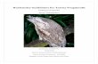 Husbandry Guidelines for Tawny Frogmouth Manuals/Published Manuals... · Husbandry Guidelines for Tawny Frogmouth Podargus strigoides (Aves: Podargidae) Joshua Snow (335286791) 23/02/2008