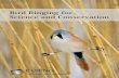 Bird Ringing for Science and Conservation · Bird Ringing for Science and Conservation 5 Bird Ringing for Science and Conservation Many birds are ringed as chicks in nests but fully-grown