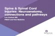 Spine & Spinal Cord Injuries: Neuroanatomy, connections ...• Intro & Overview • Neuroanatomy, Connections, pathways • Physiology, chemistry, neurotransmitters. LANDMARKS •