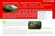 Improving agroforestry systems in the humid tropics · 2015-03-10 · In humid tropical zones, agroforestry systems (AFS) combine forest trees with cash crops (coffee, cocoa, rubber,