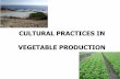 CULTURAL PRACTICES IN VEGETABLE PRODUCTION€¦ · ROTATION Crop rotation is a planned order of specific dissimilar types of crops planted on the same field for a number of subsequent