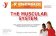 THE MUSCULAR SYSTEM - monroecountyymca.org€¦ · THE MUSCULAR SYSTEM. Before beginning this lesson, please click on the slideshow icon at the top of the left-hand corner or click
