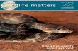 australian wildlife matters · 2 Wildlife Matters: Spring 2013 Saving Australia’s threatened wildlife australian wildlife conservancy The AWC mission The mission of Australian Wildlife