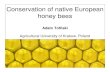 Conservation of native European honey beespolsca.pan.pl/ppt/121016/AT.pdf · Conservation of native European honey bees Adam Tofilski Agricultural University of Krakow, Poland. Honey