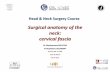 Head & Neck Surgery Course - ORL NIMES › pdf › neck_cervical_fascia_anatomy.pdf · 2015-03-05 · Middle Layer of the Deep Cervical Fascia Muscular Division – Superior border