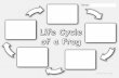 Life Cycle of a Frog - Studyladder › cdn › course › 0a › be... · Life Cycle of a Frog Name: COPYRIGHT STUDYLADDER. Title: LifeCycleFrogSheet1 Created Date: 8/25/2015 11:50:37