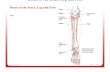 Bones of the Knee, Leg and Foot - Massage Therapy School ... · (metatarsophalangeal and interphalangeal joints) Dorsiflex the ankle (talocrural joint) Evert the foot Lateral condy