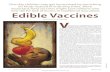 Edible Vaccines - University of California, Los Angeles€¦ · Injected vaccines initially bypass mu - cous membranes and typically do a poor job of stimulating mucosal immune r