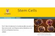 Stem Cells - Embryology · Stem Cells . At the end of this lecture you should be able to: • Define what is meant by the term ‘stem cell’ • Understand the difference between