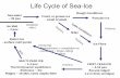 Life Cycle of Sea-Ice - Polar Science Center-UWpsc.apl.washington.edu/...Lect3_Woodgate_Seaice.pdf · Rigor et al, 2002, Response of Sea Ice to the Arctic Oscillation, J Climate Sea-ice