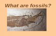 What are fossils? are fossils dukes.pdfKey Vocabulary Relative Dating ... Frozen Fossils Paleontologists rarely find such perfect specimens from the past as this baby mammoth, discovered