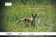 Mammals of Toronto › wp-content › uploads › 2017 › 08 › ... · The “Mammals of Toronto” installment of the Toronto Biodiversity Series is a little bit of history mixed