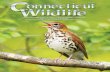 Connecticut Wildlife May/June 2014...2 Connecticut Wildlife May/June 2014 The wood thrush is widely regarded as having one of the most beautiful of bird songs in the world. Read about