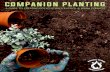 An Introduction to Companion Planting - PHOENIX VOYAGE · 2019-02-06 · An Introduction to Companion Planting ... Attracting other beneficial insects or other wildlife which will