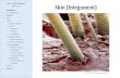 Lab 11 – Skin (Integument) Skin (Integument)Skin (Integument) Lab 11 – Skin (Integument) IUSM – 2016 I. Introduction II. Learning Objectives III. Keywords IV. Slides A. Skin