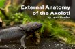 merged - Microscopy-UK · The Axolotl The axolotl, or Ambystoma mexicanum, is a type of salamander often referred to as the Mexican walking fish. In the wild, axolotls can