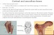 Cortical and cancellous bones - Amirkabir University of ...bme2.aut.ac.ir/odbl/images/courses/Bonebiomech-P1_Part2.pdf · Cortical and cancellous bones • At the macroscopic level: