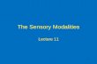 The Sensory Modalities - Open Computing Facilityjfkihlstrom... · The Sensory Modalities Sherrington (1906) Exteroception • Distance Senses – Vision – Audition • Chemical