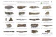 FÓSILES de MASTODONTE, Provincia de Carchi, ECUADORfieldguides.fieldmuseum.org/sites/default/files/... · Microsoft Word - 898 Fosiles de Mastodonte.docx Author: tamarindo Created