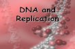 DNA and Replication - Shaltry's Biology 2018-10-12آ  DNA replication1, DNA replication 2. 37 DNA Replication