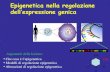 Epigenetica nella regolazione dell’espressione genica · 1. L’epigenetica regola l’espressione genica non alterando il DNA (sequenza) 2. Esistono molteplici tipi di regolazione