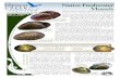 Native Freshwater Mussels Native Freshwater Mussels Freshwater mussels, sometimes called clams, have