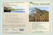 Pine Island Conservation Area - Space Coast Outdoorsspacecoastoutdoors.net/.../Pine_Island_Conservation_Area.pdf · 2018-04-06 · Acquired to buffer the Indian River Lagoon from