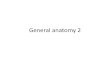 General anatomy 2 - manavrachna.edu.in · General anatomy 2. anatomical position and body planes Anatomical position all descriptions in the form of body refers to anatomical position