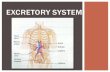EXCRETORY SYSTEM - Ms. Sulik's Teacher page€¦ · EXCRETORY SYSTEM. Function: To eliminate waste To maintain water and salt balance To maintain blood pressure WHY DO WE NEED AN
