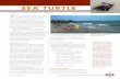 SEA TURTLE - North Carolina Wildlife Resources Commission · Sea turtle conservation in North Carolina in-volves collaborative eﬀort. The Commission works with many diﬀerent organizations