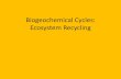 Biogeochemical Cycles: Ecosystem Recycling · Biogeochemical Cycles: Ecosystem Recycling • Energy and chemical compounds flow through the ecosystem • WATER—NITROGEN—CARBON—PHOSPHORUS